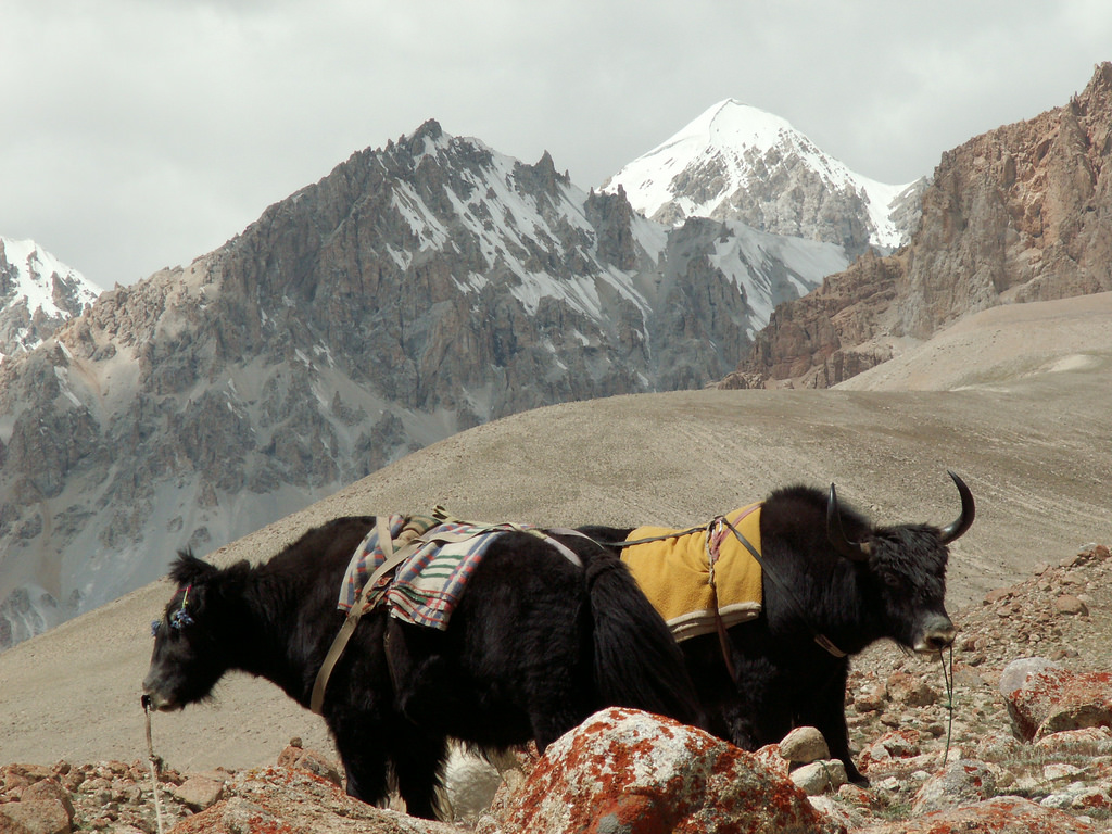 Shimshal Pass Yak Riding Trek - Karakorum Expeditions